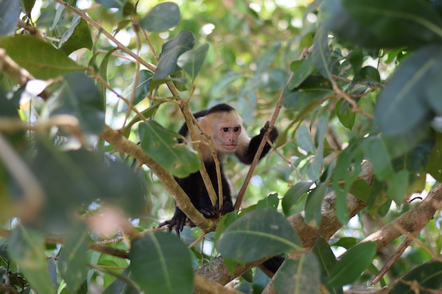 capuchin monkey in the south american rainforest