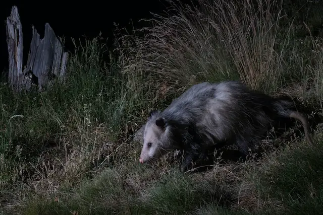an opossum hunting for food