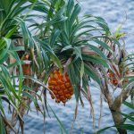 pineapples in nature what animals eat