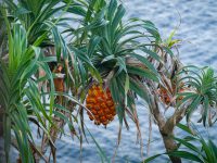 pineapples in nature what animals eat