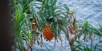 pineapples in nature what animals eat