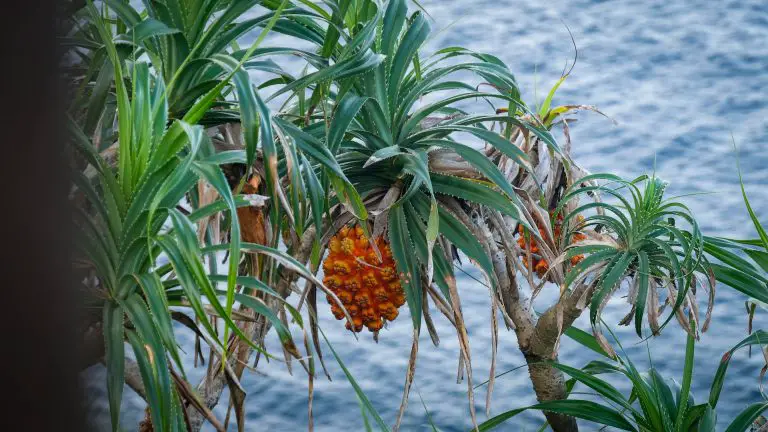 pineapples in nature what animals eat