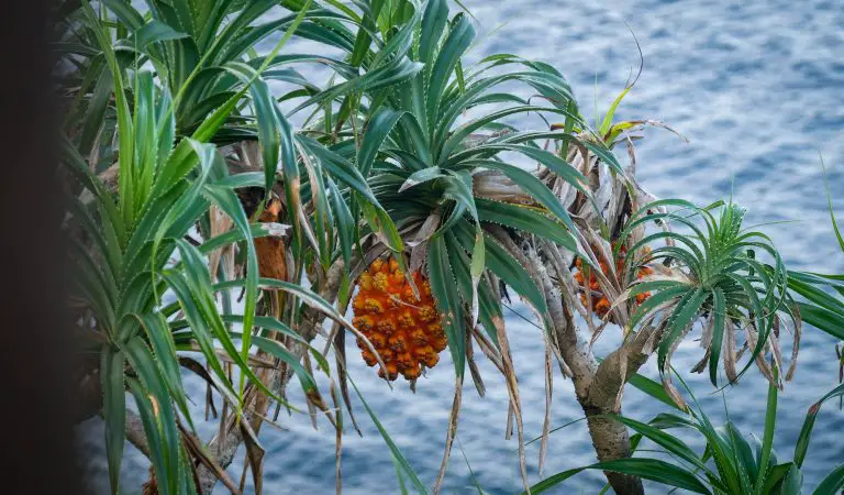 What Animals Eat Pineapples?