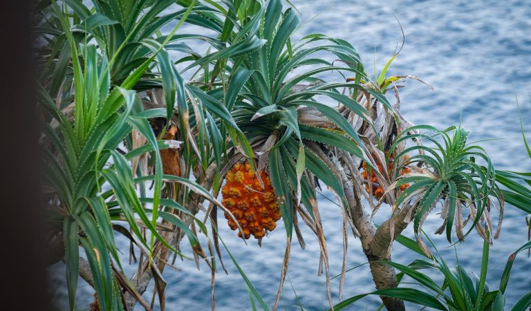 What Animals Eat Pineapples?