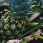 pineapple growing in the usa