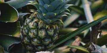 pineapple growing in the usa