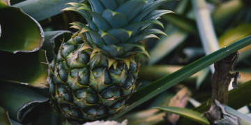 pineapple growing in the usa