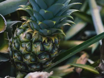 pineapple growing in the usa