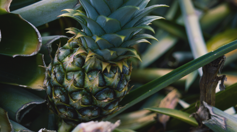 pineapple growing in the usa