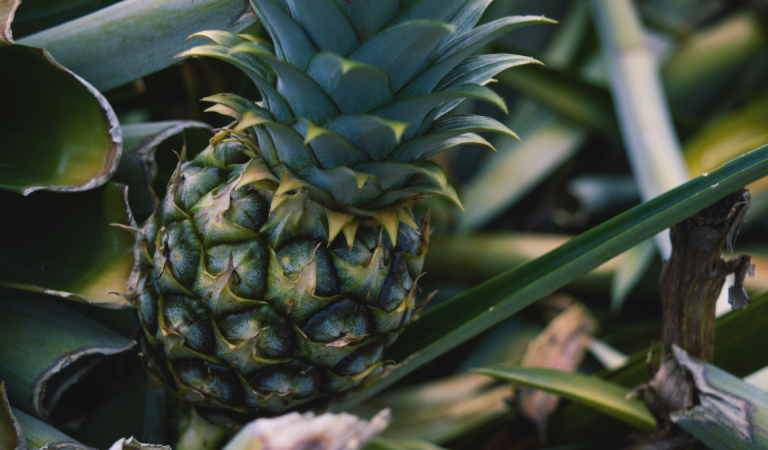 Where are Pineapples grown in the US?