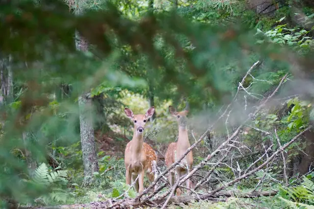 white-tail deer in an american forest